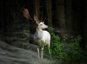 Meaning and &quot;Legend&quot; Of The White Deer