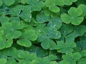 The Shamrock