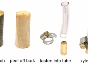Need a water filter? Peel a tree branch