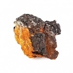 chaga.jpeg