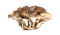 maitake-1.jpeg