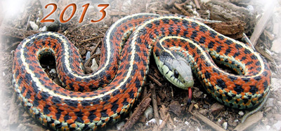 2013 - Year of the Snake 2013_year_of_the_snake