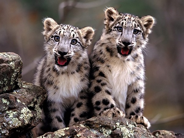 Animal Rights animal-rights