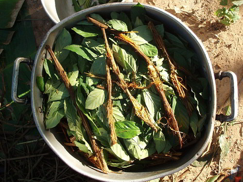 ayahuasca_and_chacruna_cooking