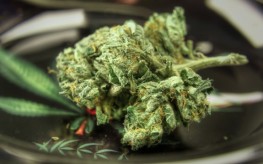 marijuana_bud
