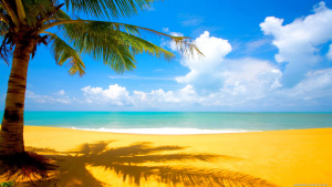 palm_tree_beach