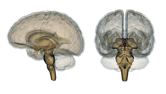 Mysteries of the Pineal Gland