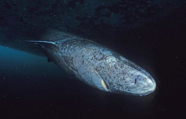 Several Short Sentences About… (Greenland) Sharks