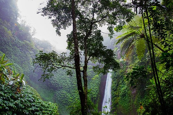 How Would We Behave Without ‘Selves’? nature forest waterfall jungle