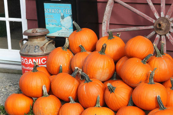 Pumpkins at the Mount Pleasant Farmers Market thanksgiving