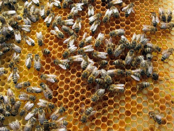 To Commemorate Bee Day, Here Are 4 Amazing Facts About Bees.