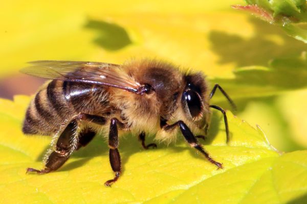 Celebrate Bee Day With These 4 Amazing Facts About Bees