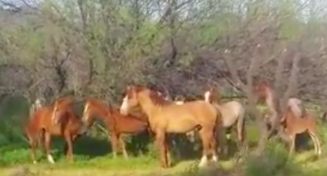 Wild Horses Bid Farewell To Their Deceased Friend horses1