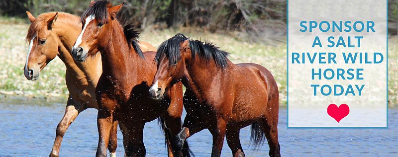 Sponsor A Horse! sponsor a horse