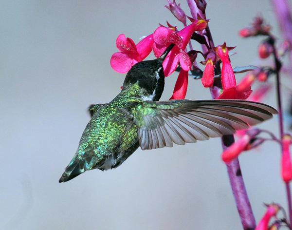 hummingbird