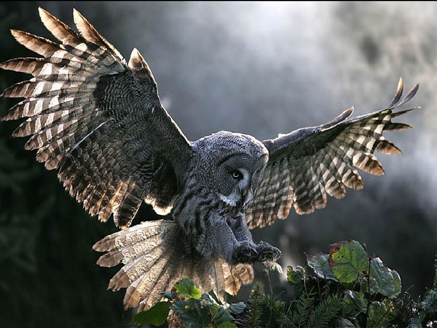 barn-owl