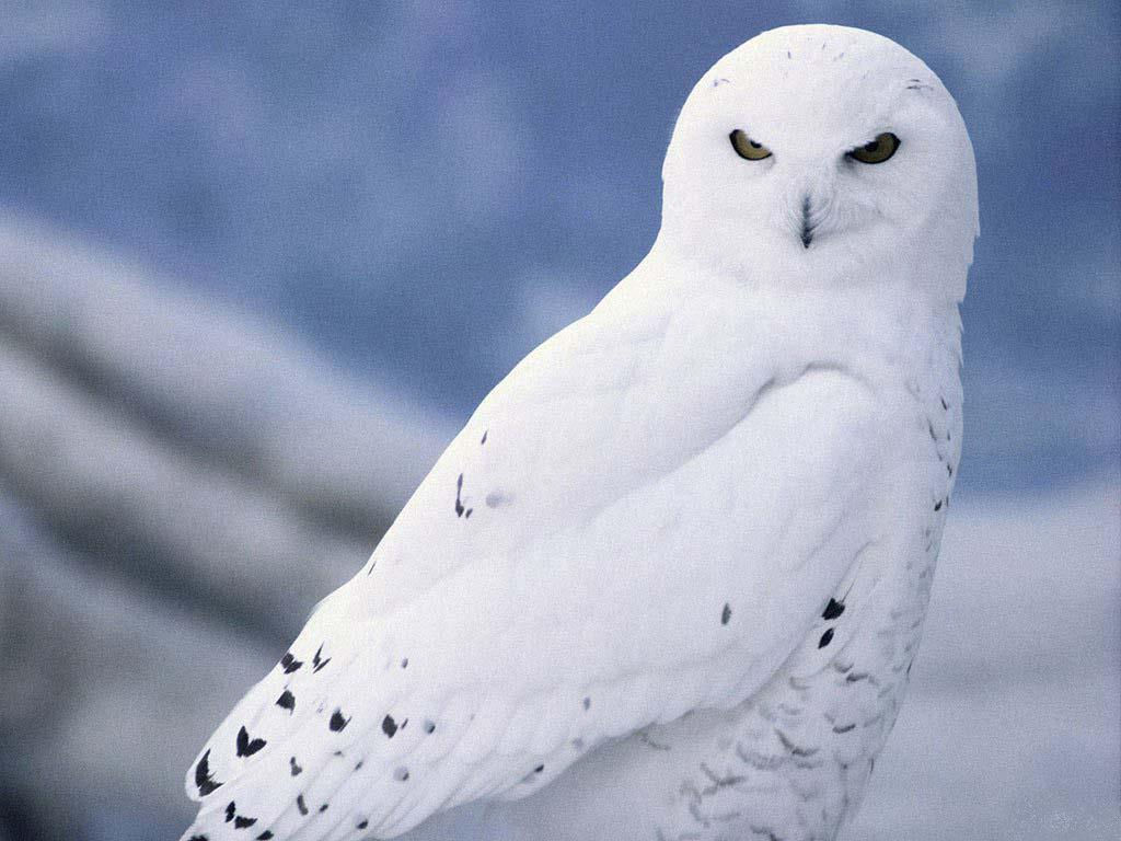 snow-white-owl