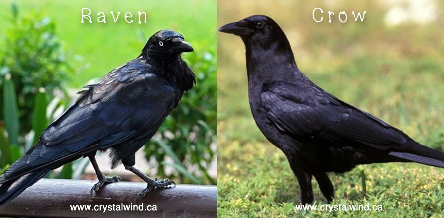raven crow