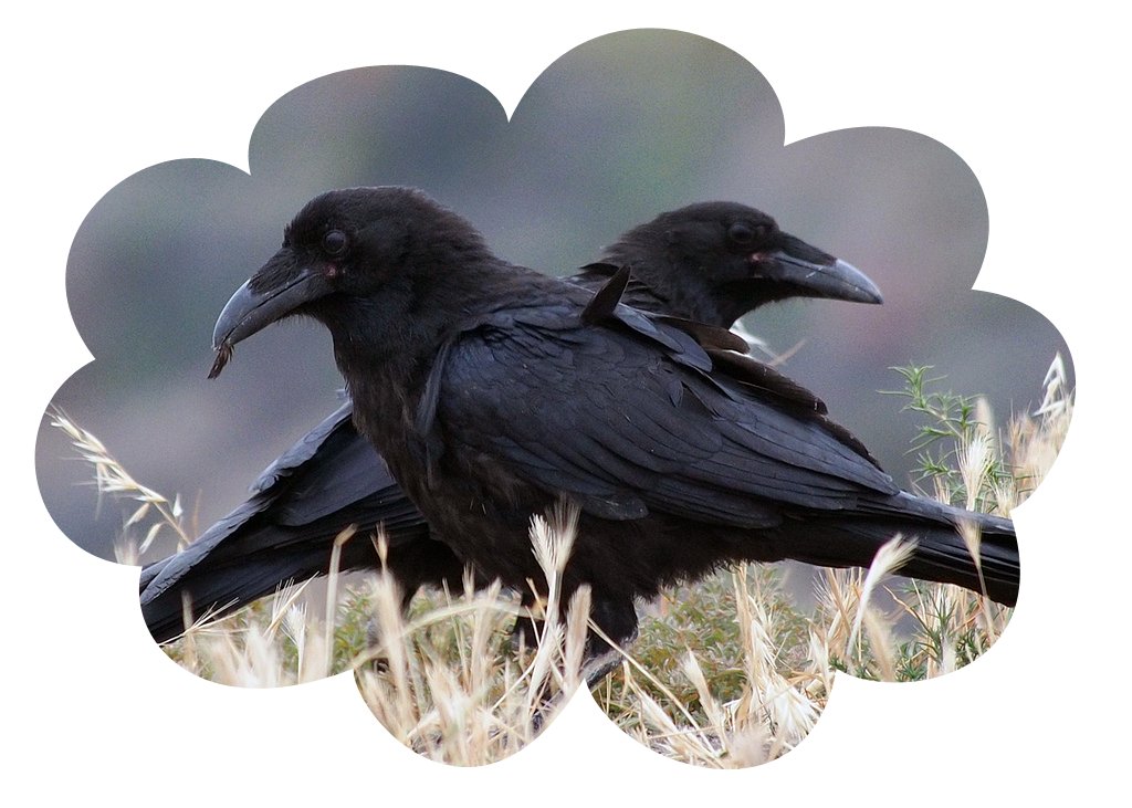 Ravens raven medicine2