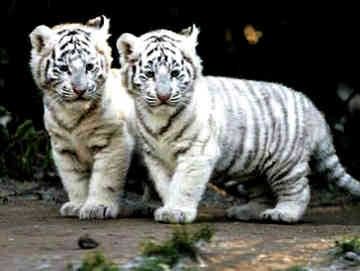 white-tiger-cubs