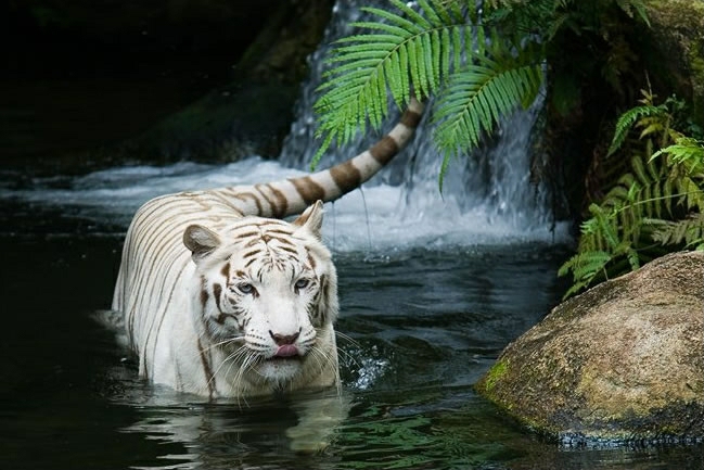 white_tiger_in_water