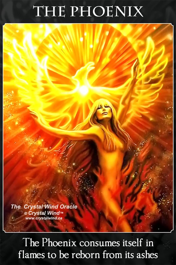 December Message: Phoenix Rising December Message: Phoenix Rising