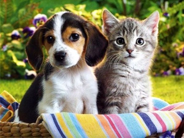 The Council: Pets Part 1 - “Fixing” Pets 