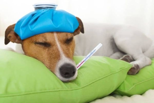 The Council: Pets - Their Well-Being - Part 2 The Council: Pets - Their Well-Being - Part 2