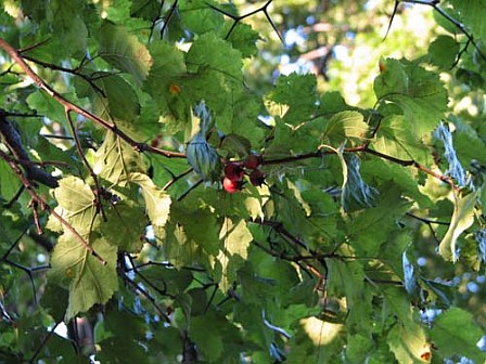 Hawthorn Tree hawthorn_tree