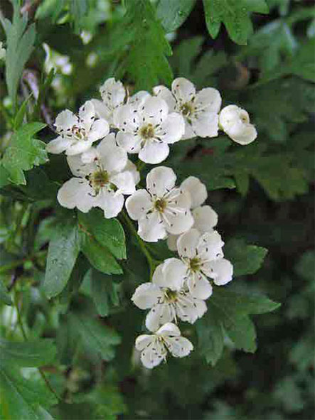Hawthorn Flowers hawthorn_flowers