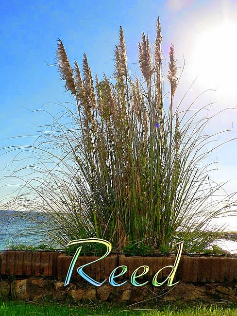 druid_reed