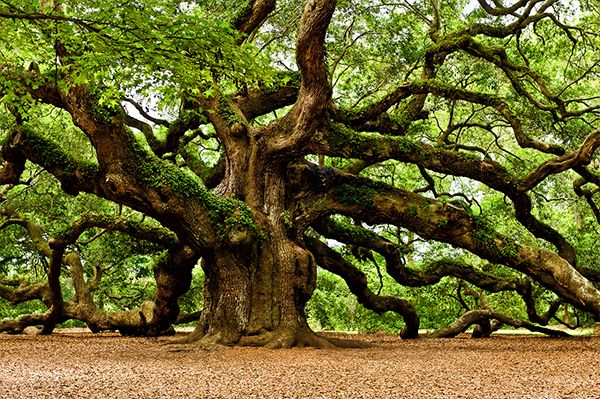 the_oak_tree