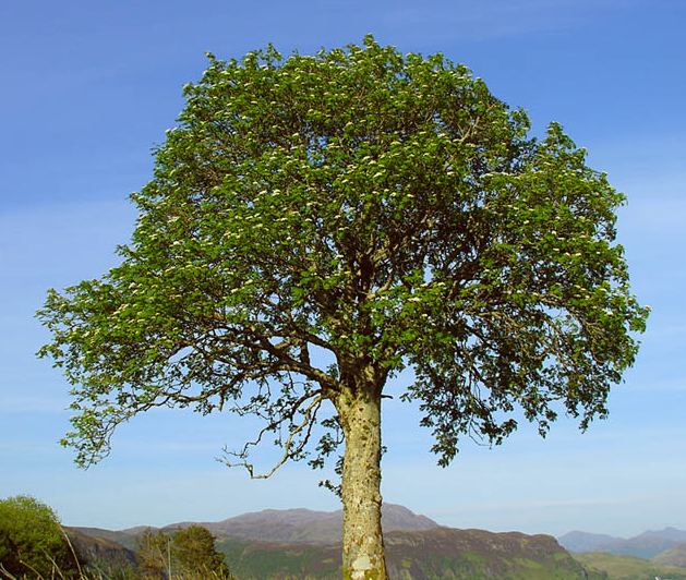 Rowan Tree rowan_tree