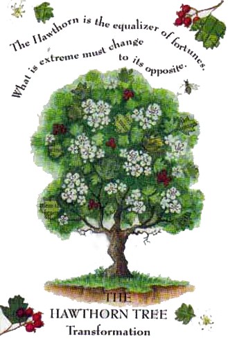 Tree Magic Hawthorn tree_magic_hawthorn