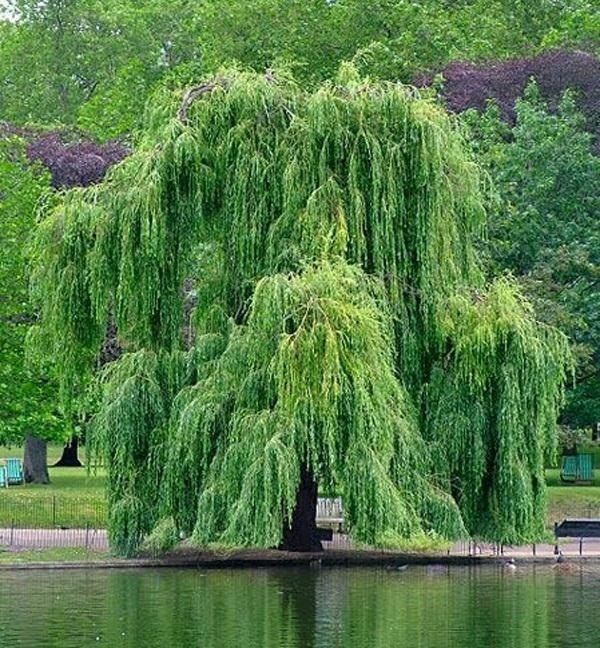 willow_tree