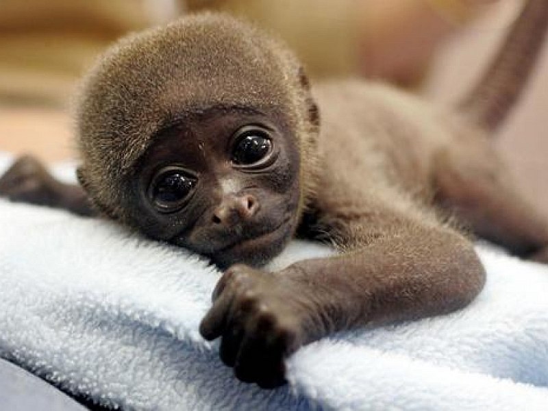 baby-monkey