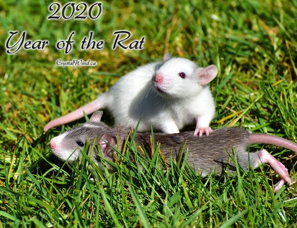 2020 - Year of the Rat