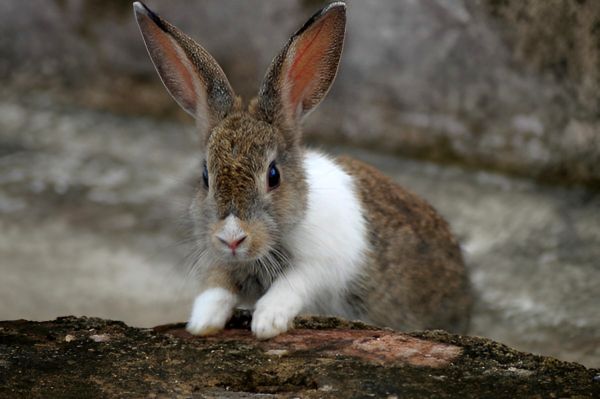 Year of the Rabbit