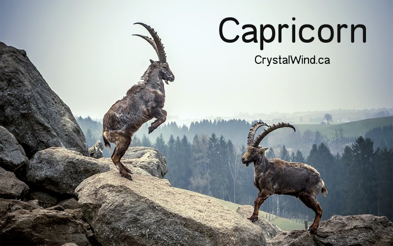 Capricorn