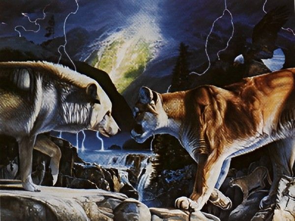 Cougar and Wolf