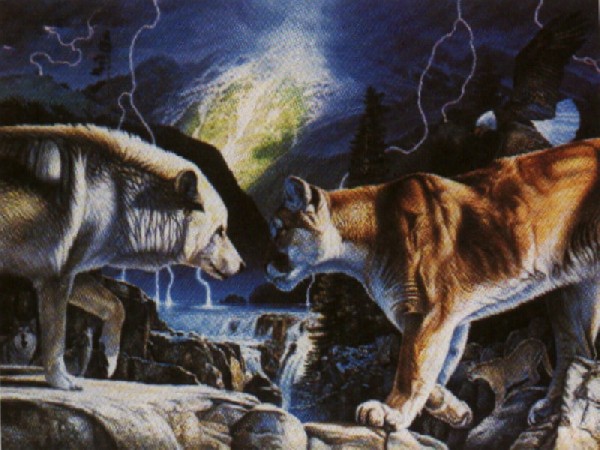 Cougar and Wolf cougar and wolf meet