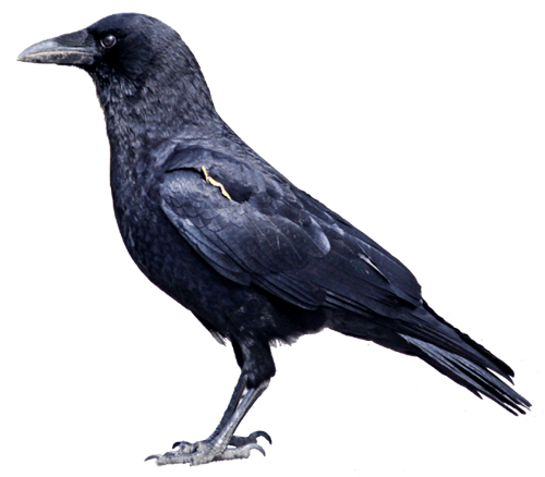 Crow Crow