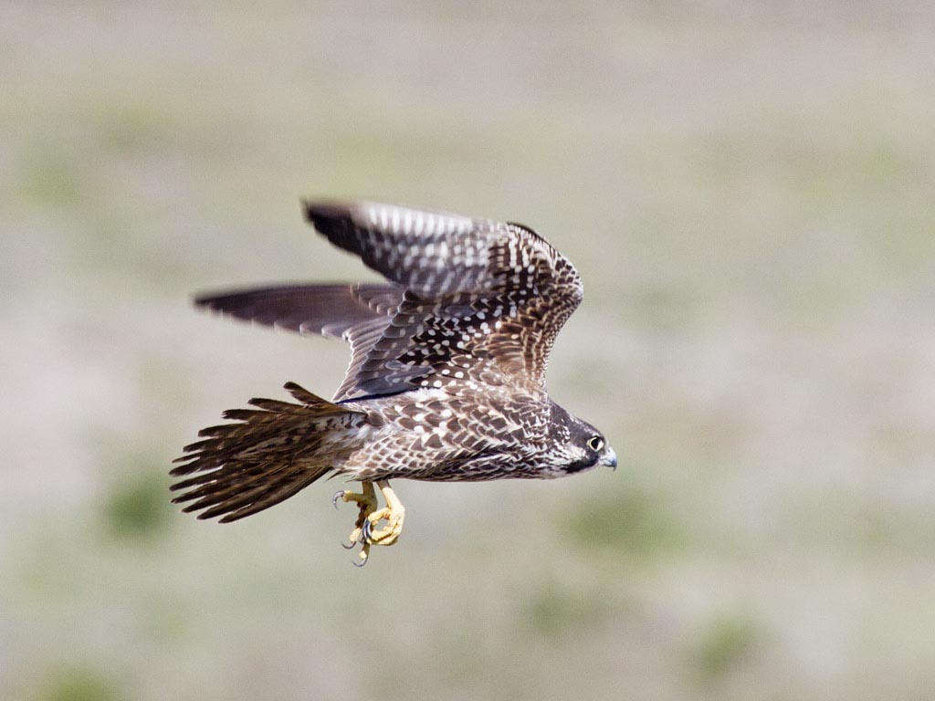 Peregrine Falcon Peregrine Falcon