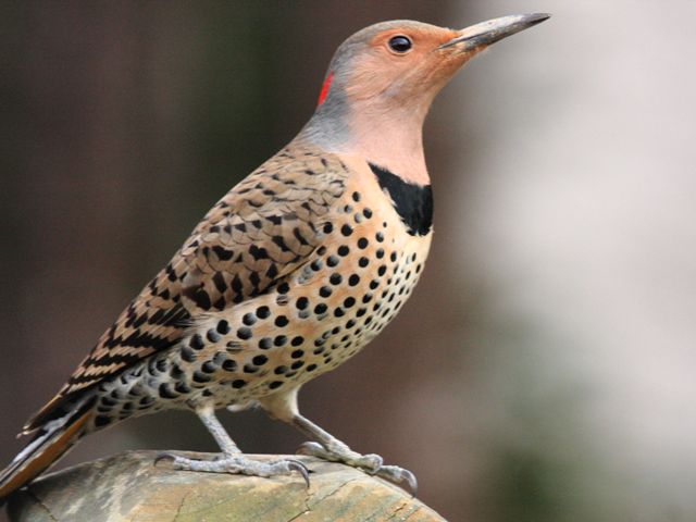 Flicker flicker