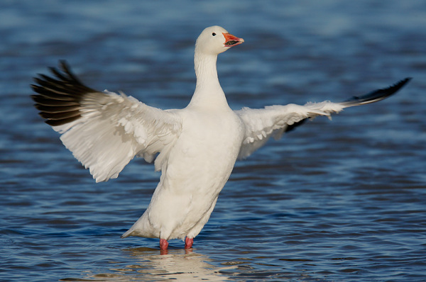 Snow Goose