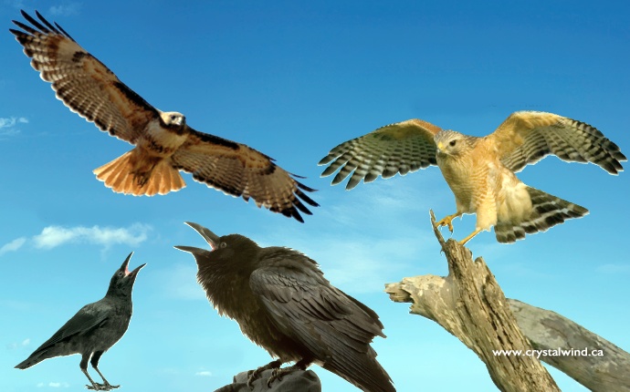 The Winged Ones the winged ones