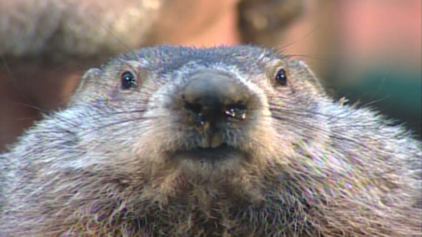 groundhog day zodiac groundhog day maybe not weekly horoscopes groundhog day zodiac groundhog day maybe not weekly horoscopes