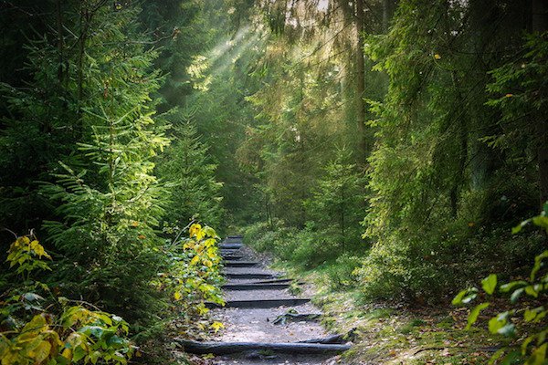 light in the forest