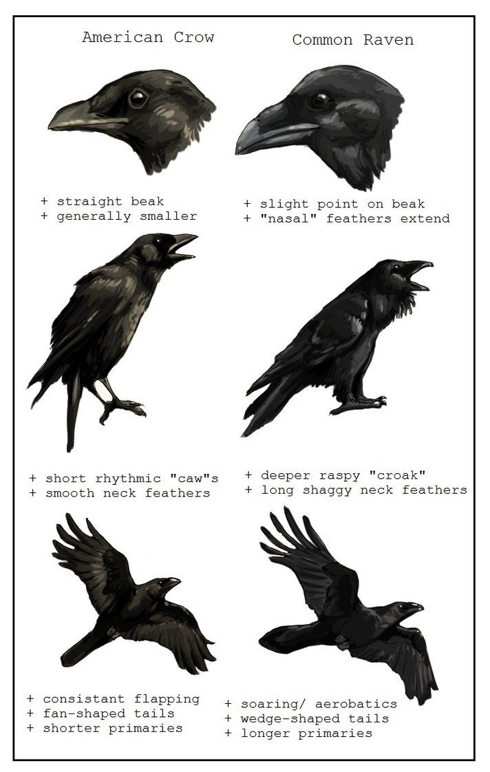 crow-raven