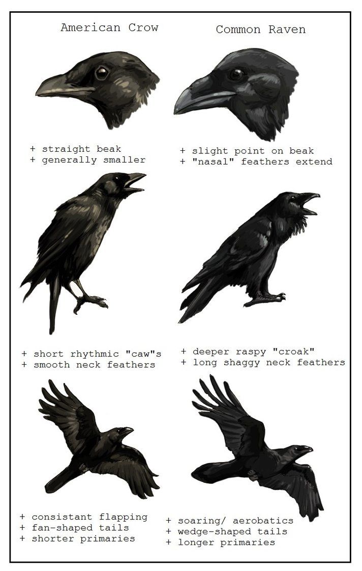 Crow - Raven crow-raven